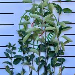 Muchovník kanadský (Amelanchier canadensis) ´LAMARCKII´ - výška 80-100 cm, kont. C7L - VIACKMENNÝ
